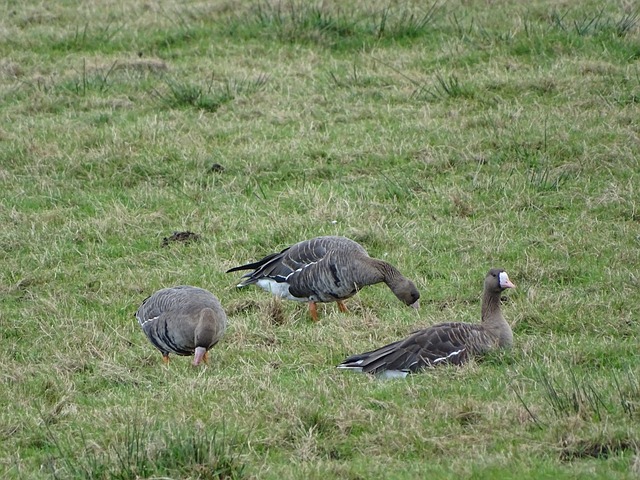 动员的基本 动员的基本